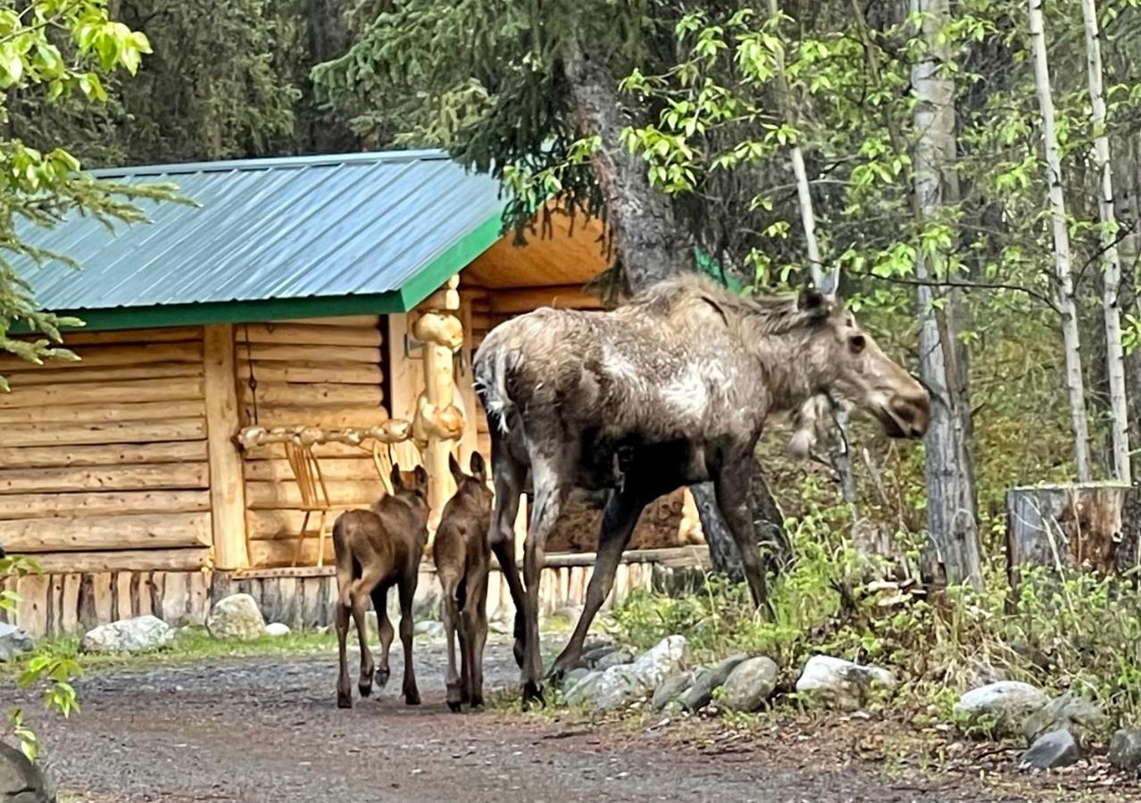 Denali Park Carlo Creek Cabins מראה חיצוני תמונה