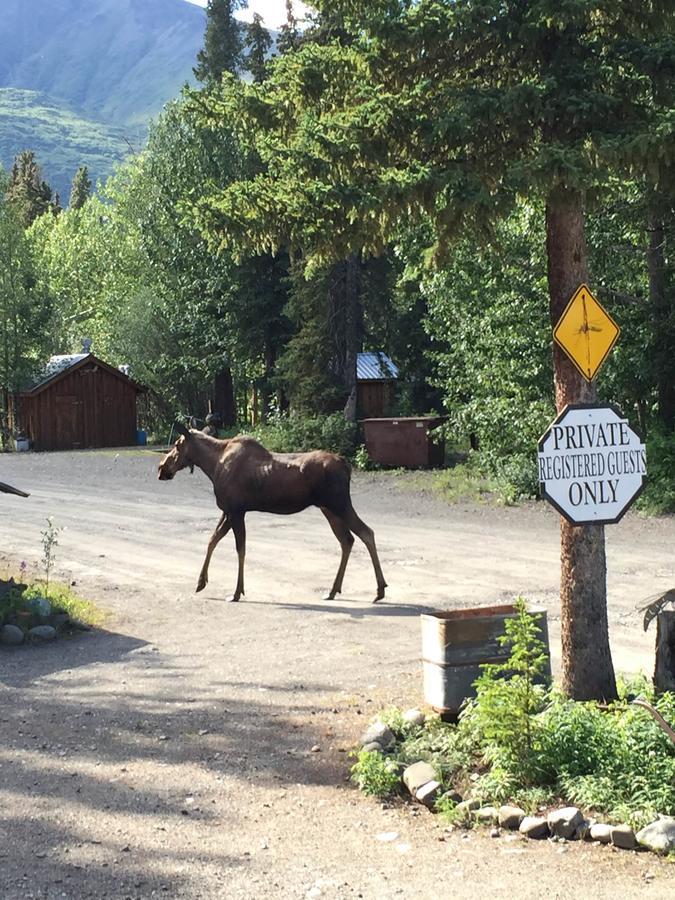 Denali Park Carlo Creek Cabins מראה חיצוני תמונה