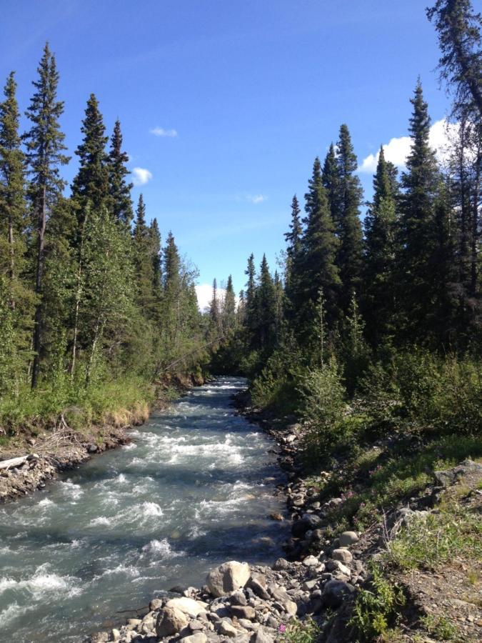 Denali Park Carlo Creek Cabins מראה חיצוני תמונה